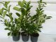 Kirschlorbeer Diana (Prunus laurocerasus Diana), 60-80cm, Container
