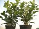 Kirschlorbeer Etna (Prunus lauroc. Etna) im 7,5L Container, 80-100cm