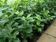 Kirschlorbeer Novita (Prunus laurocerasus) im Container, 60-80cm