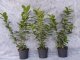 Kirschlorbeer Novita (Prunus laurocerasus) im Container, 60-80cm
