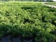 Taxus baccata Repandens, 40-50 cm groß, im 3L Container