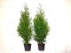 Thuja brabant Lebensbaum (Thuja occ. brabant) im P9/C1 Container, 40-60cm