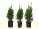 Thuja smaragd Lebensbaum (Thuja occ. smaragd) im 1L Container, 40-60cm