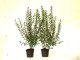 Liguster Ligustrum vulgare Atrovirens, im Container Liguster Ligustrum vulgare Atrovirens, im Container