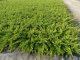 Heckenmyrthe Lonicera nitida Elegant im P9 Topf