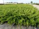 Heckenmyrthe Lonicera nitida Elegant im P9 Topf