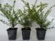 Böschungsmyrthe - Lonicera pileata, 20-30cm, im Container