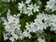 Deutzia gracilis, Maiblumenstrauch, 20-30cm