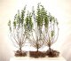 Liguster (Ligustrum vulgare Atrovirens) Freilandware, 125-150cm