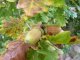 Stieleiche, Quercus Robur, 50-80 cm groß im 1L Container