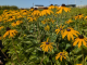 Garten-Sonnenhut Goldsturm - Rudbeckia fulgida