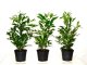 Kirschlorbeer Herbergii (Prunus laurocerasus) im Container, 20-40cm