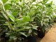 Kirschlorbeer Caucasica (Prunus laurocerasus) im Container, 40-60cm