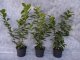 Kirschlorbeer Novita (Prunus laurocerasus) im Container, 80-100cm