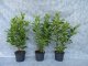 Prunus laurocerasus (Kirschlorbeer) Rotundifolia im Container,80-100 cm