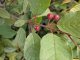 Faulbaum (Rhamnus frangula), 50-80 cm