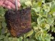 Faulbaum (Rhamnus frangula), 50-80 cm