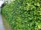 1 Meter Fertighecke+1J aus Rotbuche (Buche, Fagus sylvatica)