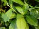 Prunus laurocerasus (Kirschlorbeer) Rotundifolia im Container,80-100 cm