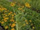 Garten-Sonnenhut Goldsturm - Rudbeckia fulgida
