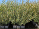 Salix purpurea nana, 50-80 cm groß im 1L Container