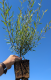 Salix purpurea nana, 50-80 cm groß im 1L Container