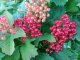 Gemeiner Schneeball, Viburnum opulus, im Container, 50-80cm
