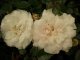 Rose Sea foam (Bodendeckerrose) Rose Sea foam (Bodendeckerrose)