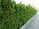 Thuja smaragd Lebensbaum (Thuja occ. smaragd) im Container, 80-100cm