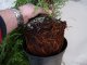 Thuja smaragd Lebensbaum (Thuja occ. smaragd) im C3 Container, 50-60cm