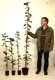 Sorbus Torminalis (Elsbeere), 30-50cm, im Container