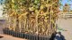 Sorbus Torminalis (Elsbeere), 50-80cm, im Container