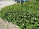 Spiraea japonica Little Princess / Rosa Zwergspiere, 20-30 cm, im 1L Topf