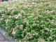 Spiraea japonica Little Princess / Rosa Zwergspiere, 20-30 cm, im 1L Topf