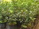 Stechpalme / Ilex Blue Angel