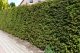 1 Meter Fertighecke+1J aus Einheimischer Eibe (Taxus baccata)