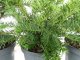 Taxus baccata Repandens, 40-50 cm groß, im 3L Container