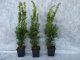 Taxus media hillii (männliche Bechereibe), 40-60 cm groß