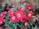 Rose The fairy red (Bodendeckerrose)