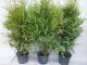 Thuja brabant Lebensbaum (Thuja occ. brabant) im Container, 60-80cm