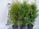 Thuja occidentalis - Lebensbaum brabant im Container Thuja occidentalis - Lebensbaum brabant im Container