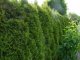 Thuja brabant Lebensbaum (Thuja occ. brabant) im P9/C1 Container, 40-60cm