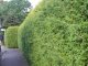 Thuja brabant Lebensbaum (Thuja occ. brabant) im Container, 60-80cm