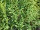 Thuja brabant Lebensbaum (Thuja occ. brabant) im Container, 80-100cm