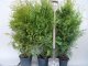 Thuja brabant Lebensbaum (Thuja occ. brabant) im Container, 80-100cm