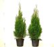Thuja smaragd Lebensbaum (Thuja occ. smaragd) im 3L Topf, 60-80cm