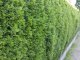 Thuja smaragd Lebensbaum (Thuja occ. smaragd), im 20L Container, 175-200 cm