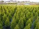Thuja smaragd Lebensbaum (Thuja occ. smaragd) im 1L Container, 40-60cm