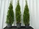 Thuja smaragd Lebensbaum (Thuja occ. smaragd) im Container, 80-100cm