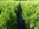 Thuja smaragd Lebensbaum (Thuja occ. smaragd), im 7,5L Container, 125-150cm